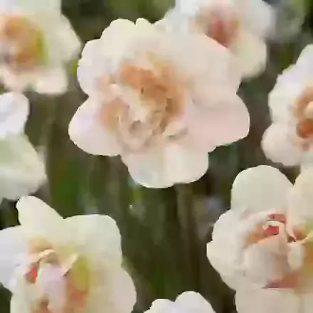 Pink Paradise